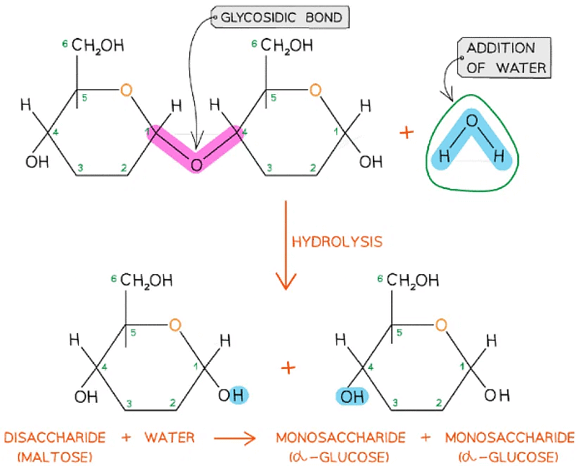 Biological Molecules: Carbohydrates | Biology for Grade 12