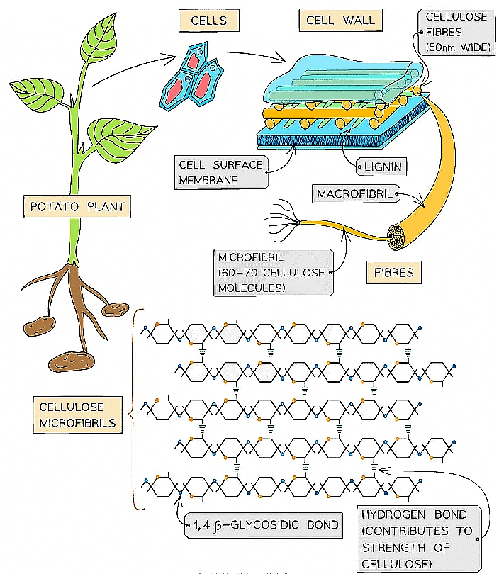 Biological Molecules: Carbohydrates | Biology for Grade 12