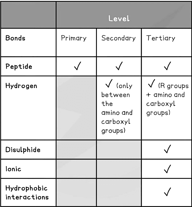 Proteins | Biology for Grade 12