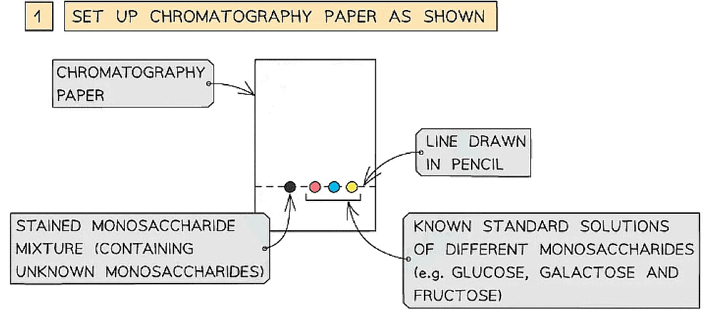Biological Molecules: Carbohydrates | Biology for Grade 12