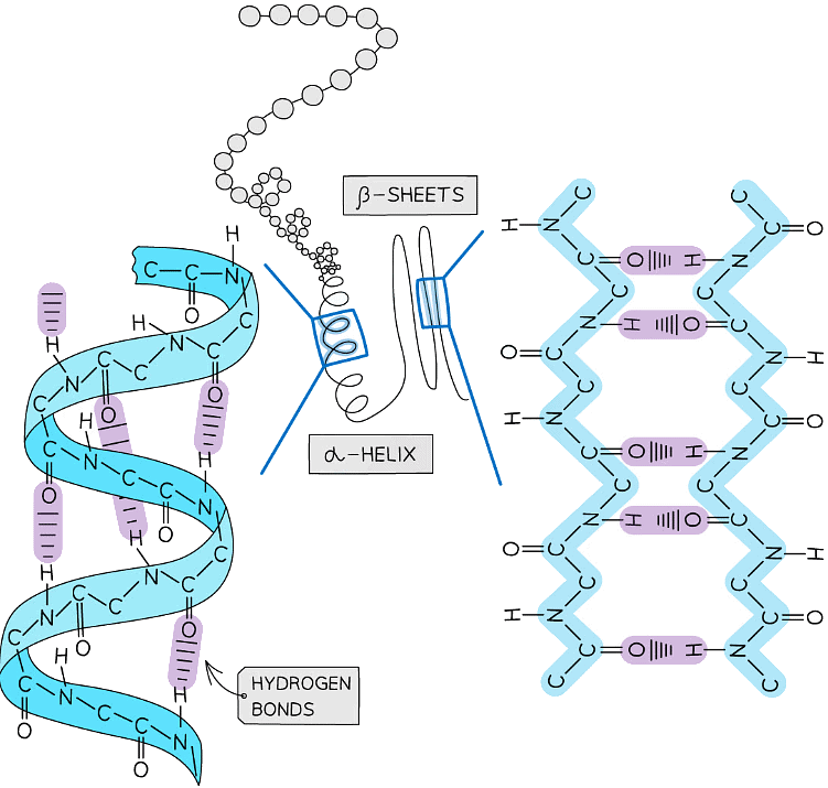 Proteins | Biology for Grade 12