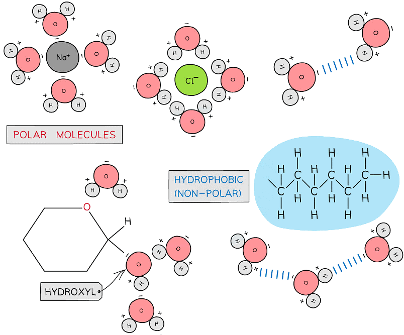 The Structure of ATP | Biology for Grade 12