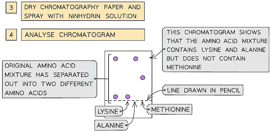 Proteins | Biology for Grade 12