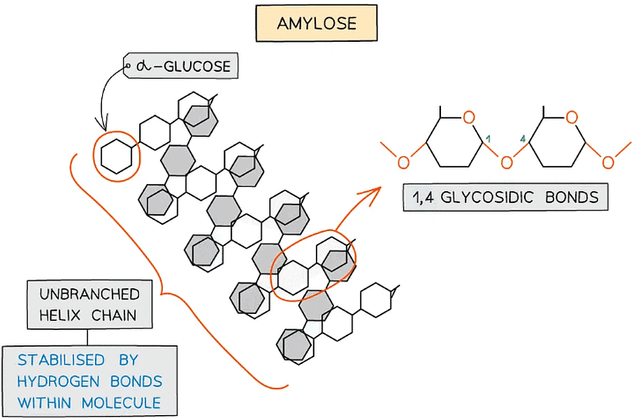 Biological Molecules: Carbohydrates | Biology for Grade 12