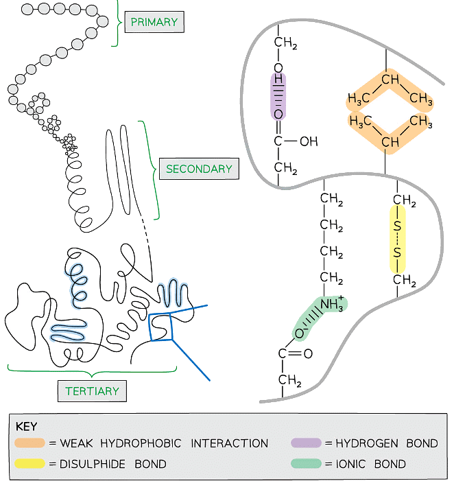 Proteins | Biology for Grade 12
