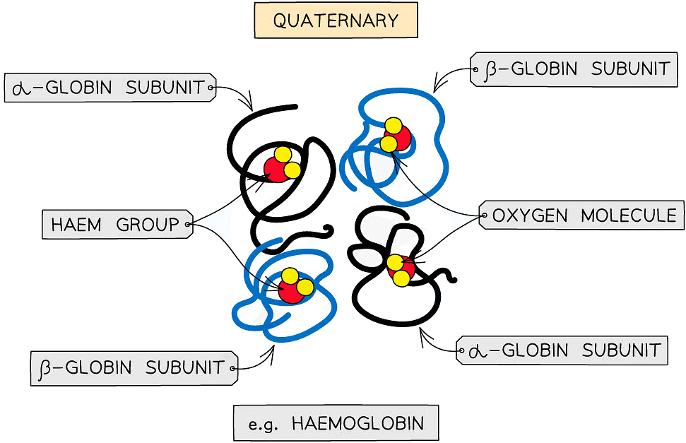Proteins | Biology for Grade 12