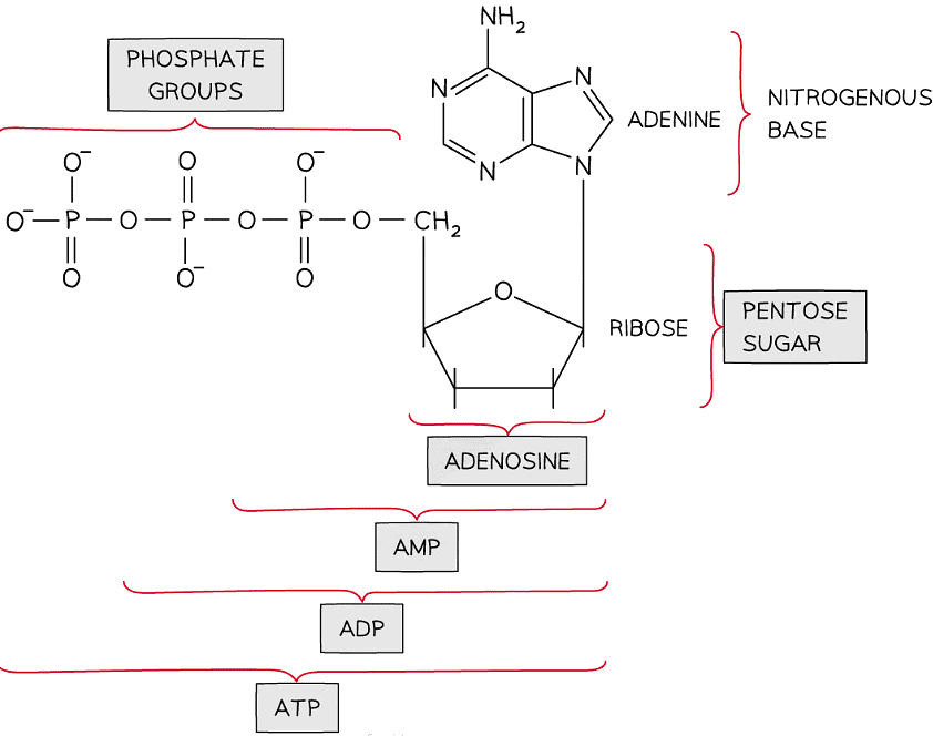 The Structure of ATP | Biology for Grade 12