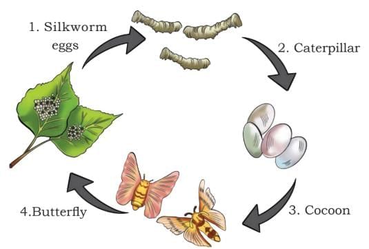 Clothes—How Things are Made Chapter Notes | Our Wondrous World  Class 5 - New NCERT