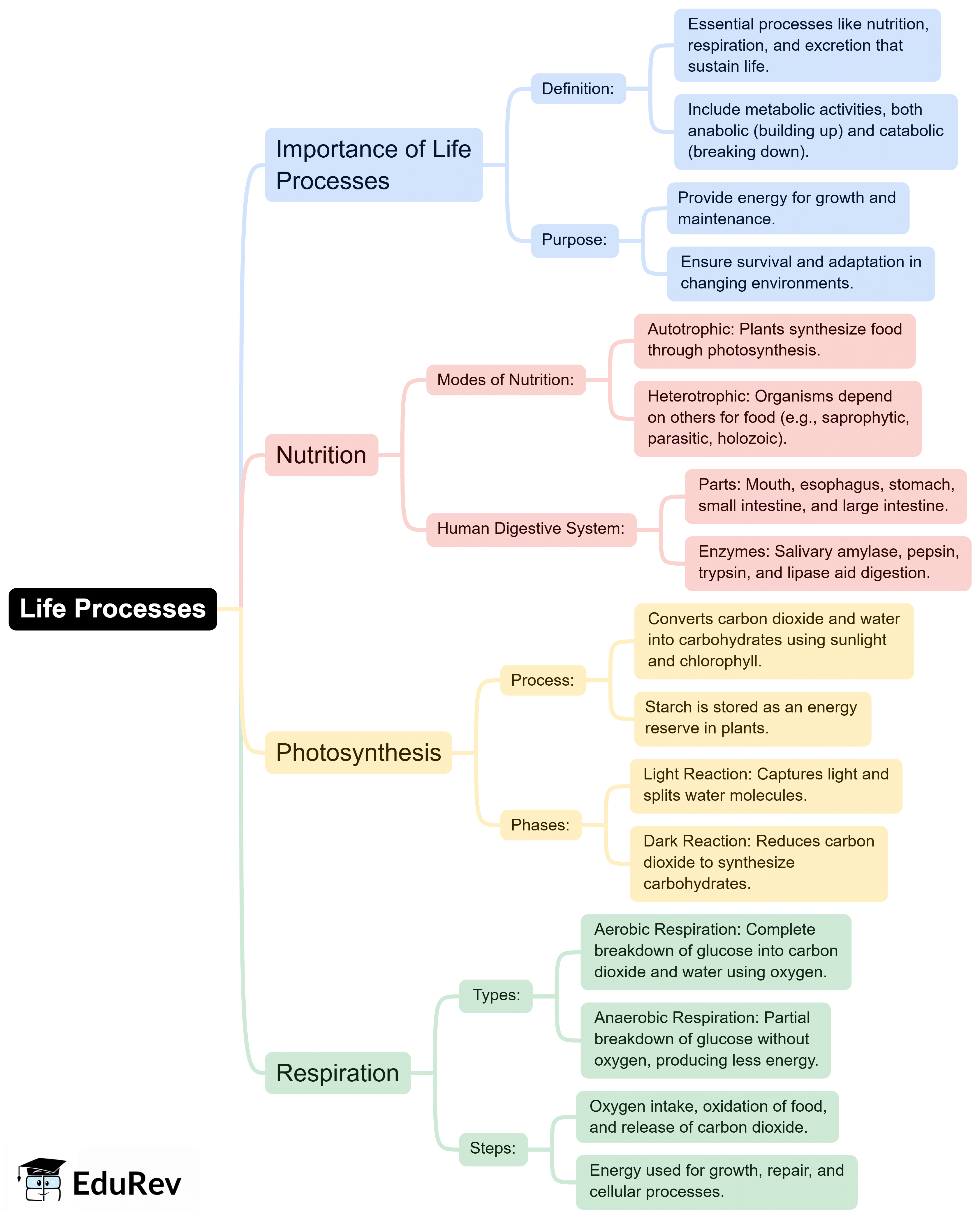 Mind Map: Life Processes | Subject-Wise Mind Maps for Class 10