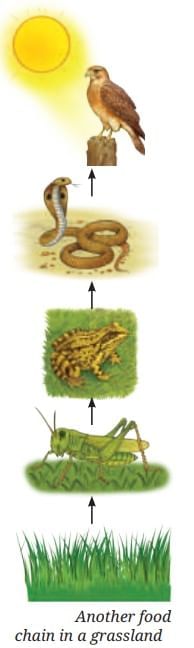 How Nature Works in Harmony Chapter Notes | Chapter Notes For Class 8