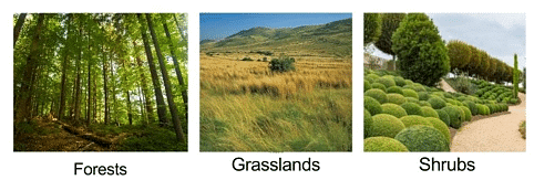 NCERT Solutions for Class 9 Geography Chapter 5 - Natural Vegetation and Wildlife