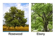 NCERT Solutions for Class 9 Geography Chapter 5 - Natural Vegetation and Wildlife