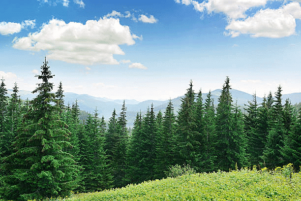Pine Trees
