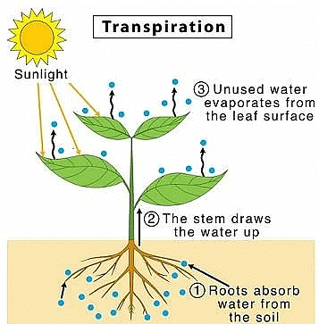 NCERT Solutions for Class 7 Science - Transportation in Animals and Plants