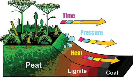 Formation of Coal