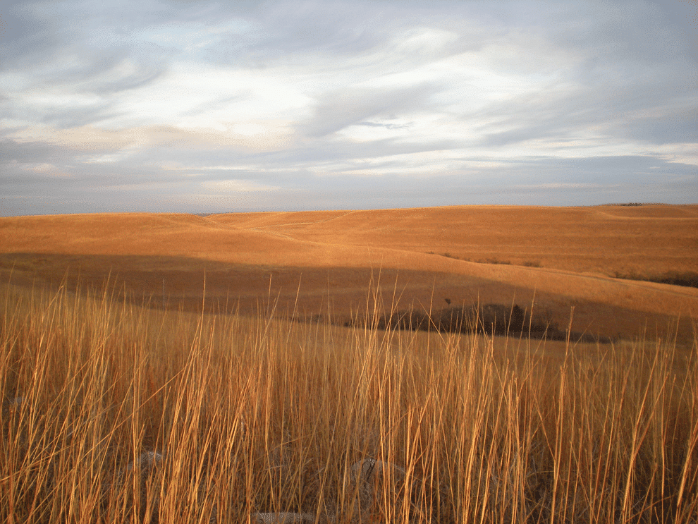 Steppe Grassland