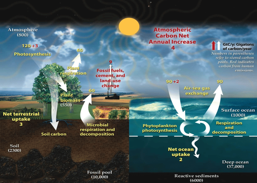 ≫ Carbon Cycle (Gaseous Cycle)