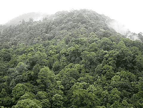 Montane Wet Temperate Forests