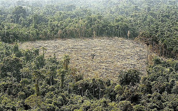 Deforestation causes  desertification