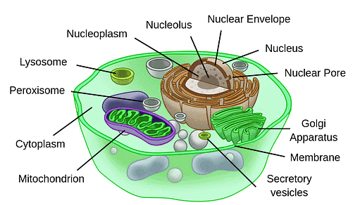 NCERT Summary: Cell: The Unit of Life | Science & Technology for UPSC CSE