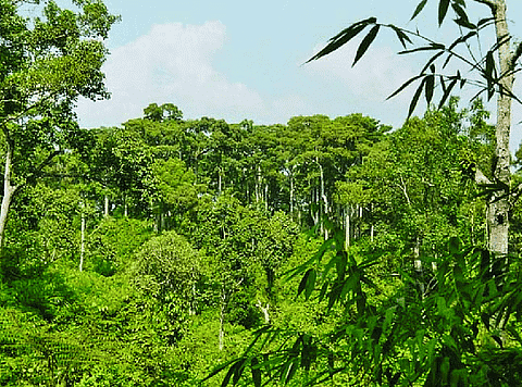 Tropical Semi-Evergreen Forest