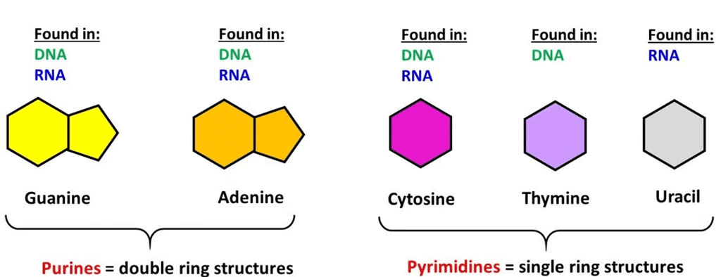 NCERT Summary: Biomolecules | Science & Technology for UPSC CSE