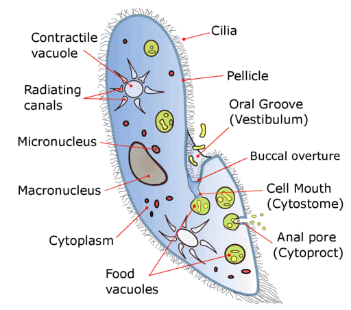 NCERT Summary: Biological Classification | Science & Technology for UPSC CSE