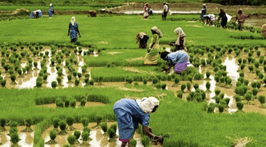 NCERT Summary: Change and Development in Rural Society (Class 12) | Old & New NCERTs for IAS Preparation (Must Read) - UPSC