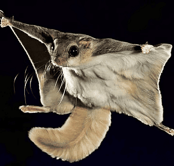 Namdapha Flying Squirrel