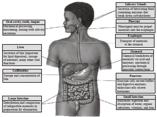 NCERT Summary: Summary of Biology - 6 | Science & Technology for UPSC CSE