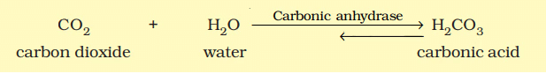 NCERT Summary: Biomolecules | Science & Technology for UPSC CSE