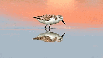 Spoon Billed Sandpiper