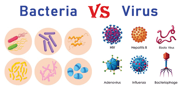 Virus and Bacteria | Science & Technology for UPSC CSE