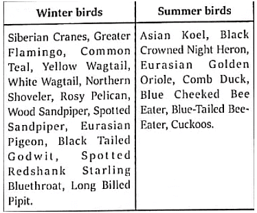 Migratory Birds