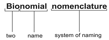 NCERT Summary: Taxonomy: Identification, Nomenclature & Classification | Science & Technology for UPSC CSE