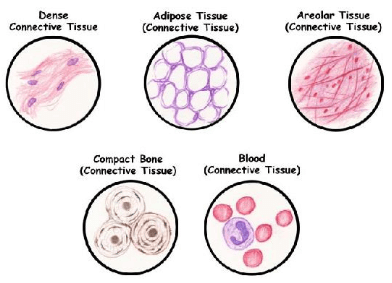 Animal Tissue, Skeletal System | Science & Technology for UPSC CSE