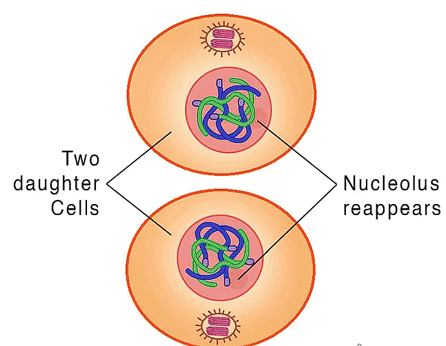 NCERT Summary: Cell Cycle and Cell Division | Science & Technology for UPSC CSE