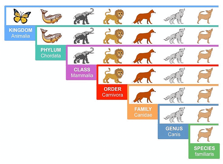 NCERT Summary: Taxonomy: Identification, Nomenclature & Classification | Science & Technology for UPSC CSE