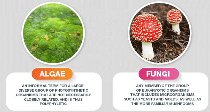 Bacteria, Virus, Algae, Fungi & Lichens | Science & Technology for UPSC CSE