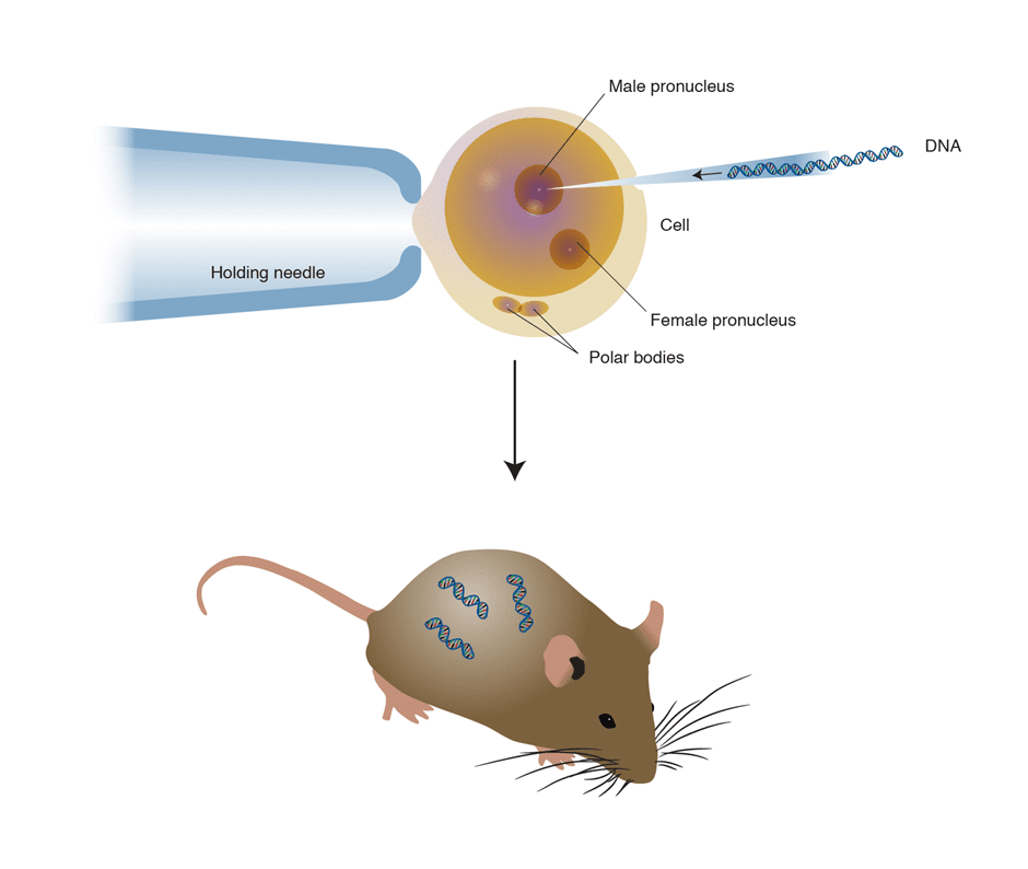Transgenic Organism