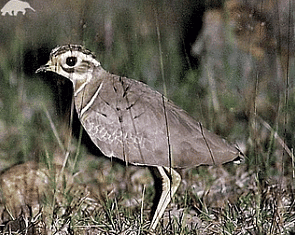 Jerdon`s Courser