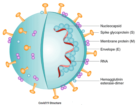 Covid Tests: Different Types of Coronavirus Testing | Science & Technology for UPSC CSE