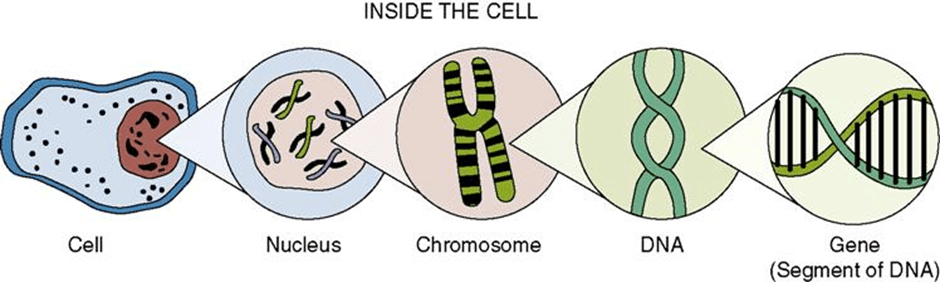 Gene Magnitude in Body
