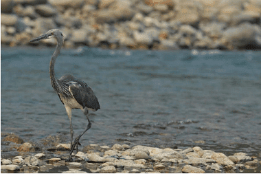 The White-bellied Heron
