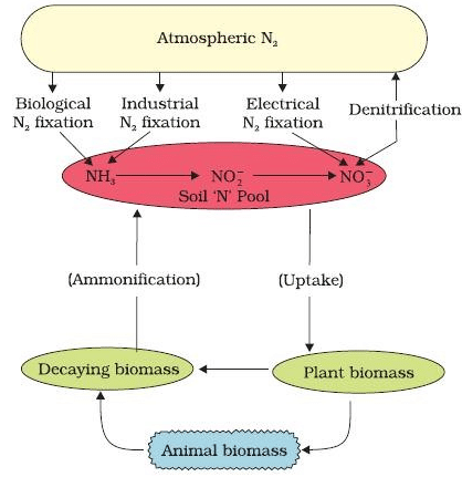 ≫ Nitrogen Cycle (Gaseous Cycle)