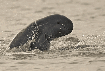 Irrawaddy Dolphins