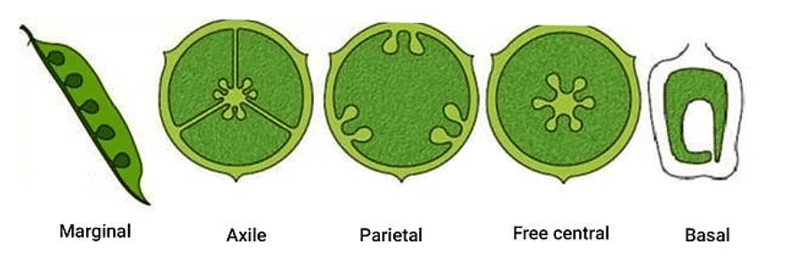 NCERT सारांश: पुष्पीय पौधों की रूपविज्ञान (Morphology) | विज्ञान और प्रौद्योगिकी (Science & Technology) for UPSC CSE