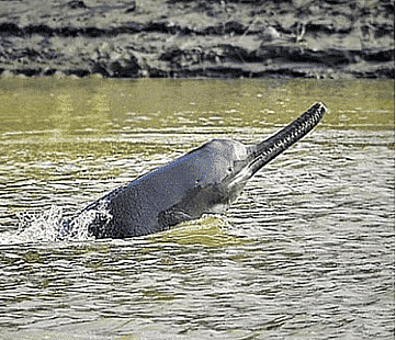 Ganges Dolphin