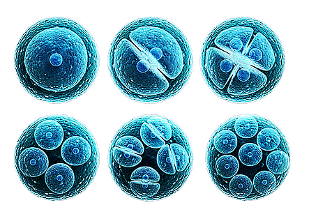 NCERT Summary: Cell Cycle and Cell Division | Science & Technology for UPSC CSE