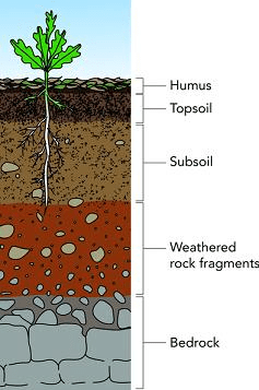Topsoil और subsoil